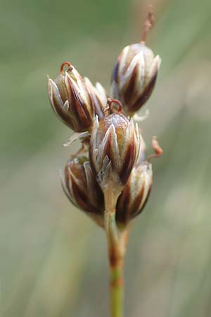 Juncus squarrosus \ Sparrige Binse / Heath Rush, D Schwarzwald/Black-Forest, Hornisgrinde 3.8.2016