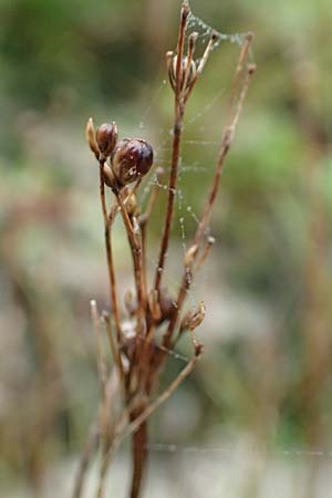Juncus compressus \ Zusammengedr�ckte Binse / Round-Fruited Rush, D Wei&szlig;enthurm-Kaltenengers 27.9.2017