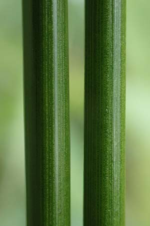 Juncus effusus \ Flatter-Binse / Soft Rush, D Schwarzwald/Black-Forest, Hornisgrinde 5.9.2019