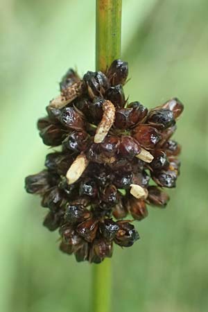 Juncus effusus \ Flatter-Binse / Soft Rush, D Schwarzwald/Black-Forest, Hornisgrinde 5.9.2019
