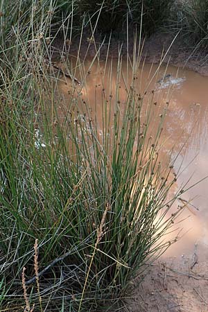 Juncus conglomeratus \ Kn�uel-Binse / Compact Rush, Common Rush, D Mehlinger Heide 10.9.2019