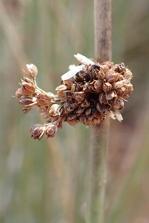 Juncus conglomeratus \ Kn�uel-Binse / Compact Rush, Common Rush, D Mehlinger Heide 10.9.2019