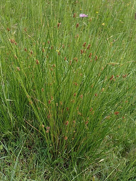 Juncus conglomeratus \ Kn�uel-Binse / Compact Rush, Common Rush, D Schwarzwald/Black-Forest, Schiltach 22.5.2020