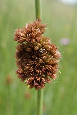 Juncus conglomeratus \ Kn�uel-Binse / Compact Rush, Common Rush, D Schwarzwald/Black-Forest, Schiltach 22.5.2020