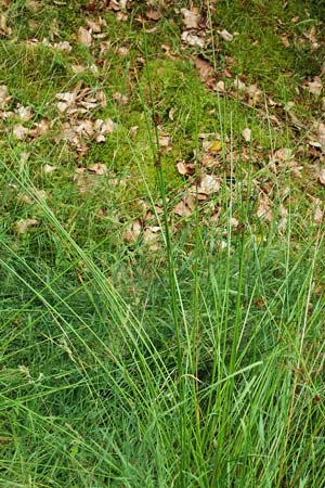 Juncus conglomeratus \ Kn�uel-Binse / Compact Rush, Common Rush, D Hunsr&uuml;ck, B&ouml;rfink 18.7.2020