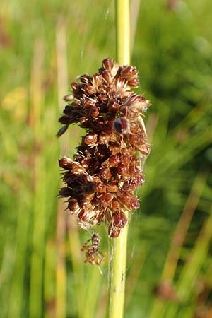 Juncus conglomeratus \ Kn�uel-Binse / Compact Rush, Common Rush, D Burghaun 30.7.2020