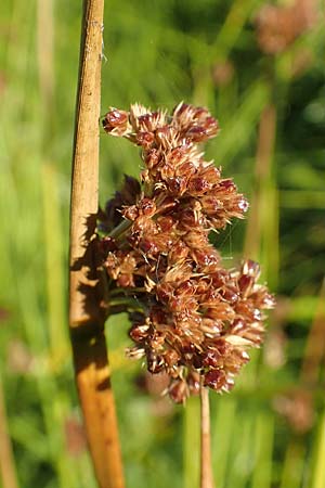 Juncus conglomeratus \ Kn�uel-Binse / Compact Rush, Common Rush, D Burghaun 30.7.2020