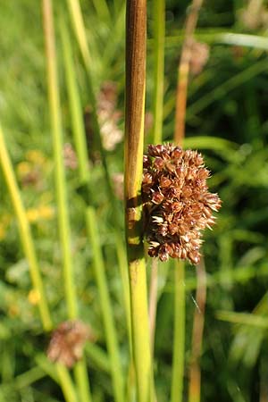 Juncus conglomeratus \ Kn�uel-Binse / Compact Rush, Common Rush, D Burghaun 30.7.2020