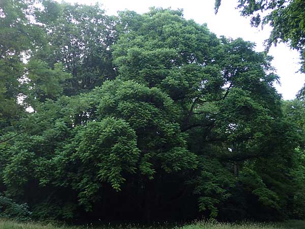 Juglans cinerea / Butter Nut, White Walnut, D Mannheim 18.6.2021