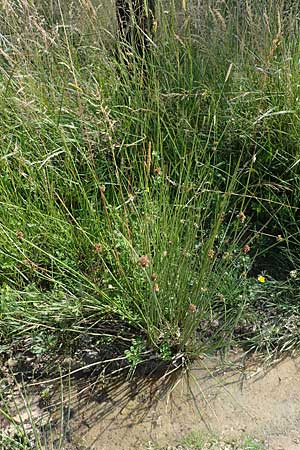 Juncus conglomeratus \ Kn�uel-Binse / Compact Rush, Common Rush, D Allenbach 26.6.2023