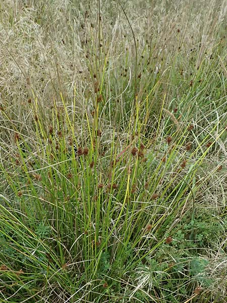 Juncus conglomeratus \ Kn�uel-Binse / Compact Rush, Common Rush, D Mudau 15.8.2023