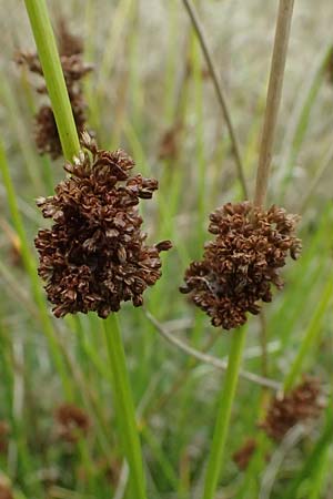 Juncus conglomeratus \ Kn�uel-Binse / Compact Rush, Common Rush, D Mudau 15.8.2023