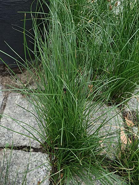 Juncus compressus \ Zusammengedr�ckte Binse / Round-Fruited Rush, D Mannheim 8.9.2024