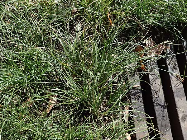 Juncus compressus \ Zusammengedr�ckte Binse / Round-Fruited Rush, D Mannheim 14.9.2025