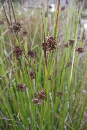 Juncus effusus \ Flatter-Binse / Soft Rush, D Schwarzwald/Black-Forest, Feldberg 18.8.2007