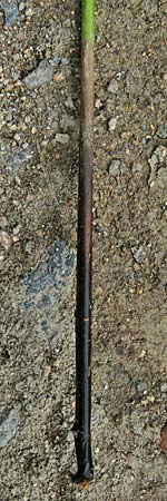 Juncus effusus \ Flatter-Binse / Soft Rush, D Odenwald, Lindenfels 3.10.2018