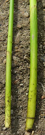 Juncus effusus \ Flatter-Binse / Soft Rush, D Odenwald, Lindenfels 3.10.2018