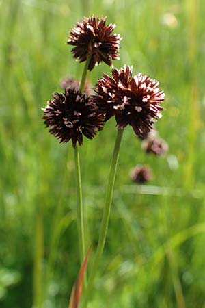 Juncus ensifolius \ Schwertbl�ttrige Binse, Zwerg-Binse / Swordleaf Rush, Dagger-Leaved Rush, D Schwarzwald/Black-Forest, Notschrei 10.7.2016