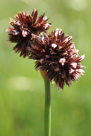 Juncus ensifolius \ Schwertbl�ttrige Binse, Zwerg-Binse / Swordleaf Rush, Dagger-Leaved Rush, D Schwarzwald/Black-Forest, Notschrei 10.7.2016