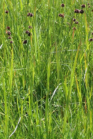Juncus ensifolius \ Schwertbl�ttrige Binse, Zwerg-Binse / Swordleaf Rush, Dagger-Leaved Rush, D Schwarzwald/Black-Forest, Notschrei 10.7.2016
