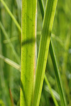 Juncus ensifolius \ Schwertbl�ttrige Binse, Zwerg-Binse / Swordleaf Rush, Dagger-Leaved Rush, D Schwarzwald/Black-Forest, Notschrei 10.7.2016