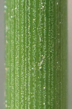 Juncus effusus \ Flatter-Binse / Soft Rush, D Dossenheim 30.9.2018