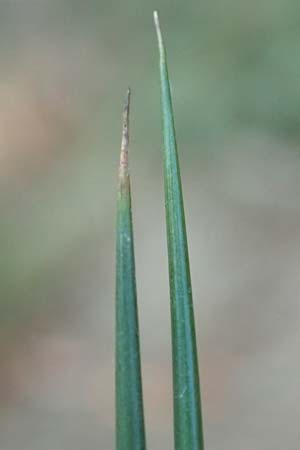 Juncus effusus \ Flatter-Binse / Soft Rush, D Dossenheim 30.9.2018