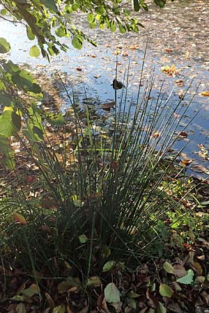 Juncus effusus \ Flatter-Binse / Soft Rush, D Odenwald, Erbach 16.10.2018