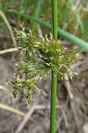 Juncus effusus \ Flatter-Binse / Soft Rush, D Herne 10.6.2020