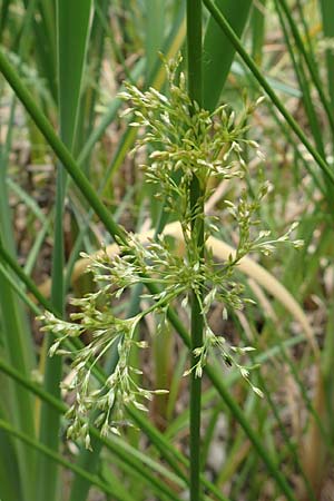 Juncus effusus \ Flatter-Binse / Soft Rush, D Herne 10.6.2020