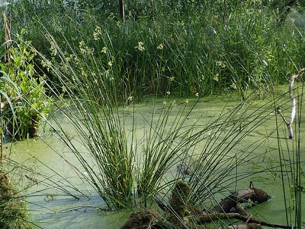Juncus effusus \ Flatter-Binse / Soft Rush, D Schlitz 21.6.2022