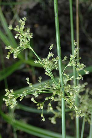Juncus effusus \ Flatter-Binse / Soft Rush, D Schlitz 21.6.2022