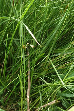 Juncus filiformis \ Faden-Binse / Thread Rush, D Kirchhundem-Benolpe 14.6.2019