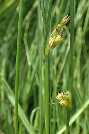 Juncus filiformis \ Faden-Binse / Thread Rush, D Kirchhundem-Benolpe 14.6.2019