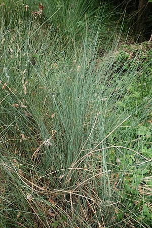Juncus inflexus \ Blaugr�ne Binse / Hard Rush, D Neuleiningen 25.5.2020