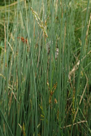 Juncus inflexus \ Blaugr�ne Binse / Hard Rush, D Neuleiningen 15.6.2020