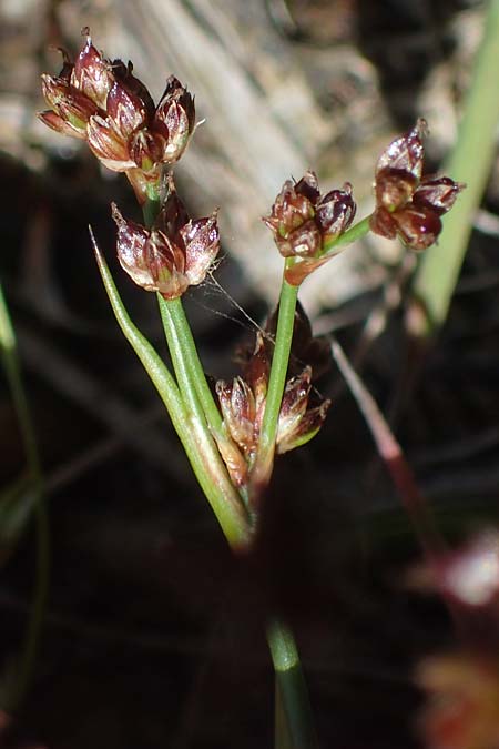 Juncus bulbosus subsp. kochii \ Kochs Zwiebel-Binse / Koch's Rush, D Hunsr&uuml;ck, B&ouml;rfink 26.6.2023