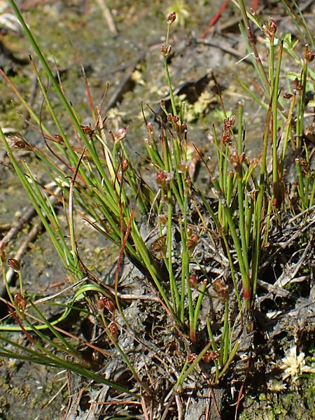 Juncus bulbosus subsp. kochii \ Kochs Zwiebel-Binse / Koch's Rush, D Hunsr&uuml;ck, B&ouml;rfink 26.6.2023