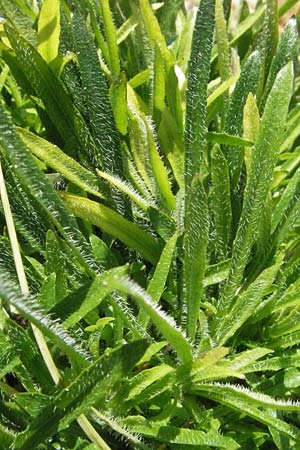 Jasione laevis \ Ausdauerndes Sandgl�ckchen / Sheep's Bit, D Botan. Gar.  Universit.  Mainz 4.8.2007