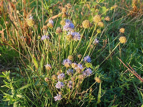 Jasione montana \ Berg-Sandgl�ckchen, Schaf-Rapunzel / Sheep's Bit, D Reilingen 24.9.2015
