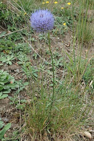 Jasione montana \ Berg-Sandgl�ckchen, Schaf-Rapunzel / Sheep's Bit, D Gladenbach 22.6.2020