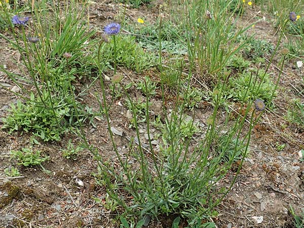Jasione montana \ Berg-Sandgl�ckchen, Schaf-Rapunzel / Sheep's Bit, D Gladenbach 22.6.2020