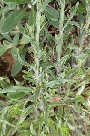 Jasione montana \ Berg-Sandgl�ckchen, Schaf-Rapunzel / Sheep's Bit, D Gladenbach 22.6.2020