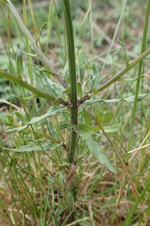 Jasione montana \ Berg-Sandgl�ckchen, Schaf-Rapunzel / Sheep's Bit, D Gladenbach 22.6.2020