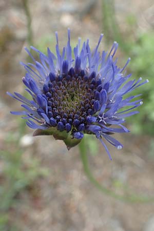 Jasione montana \ Berg-Sandgl�ckchen, Schaf-Rapunzel / Sheep's Bit, D Gladenbach 22.6.2020