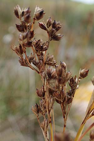 Juncus maritimus \ Strand-Binse / Sea Rush, D Heiligenhafen 17.9.2021