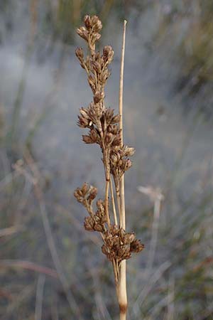 Juncus maritimus \ Strand-Binse / Sea Rush, D Heiligenhafen 17.9.2021
