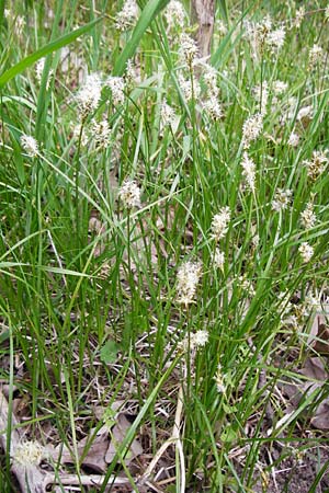 Carex praecox \ Fr�he Segge / Vernal Sedge, D Gernsheim 17.4.2015