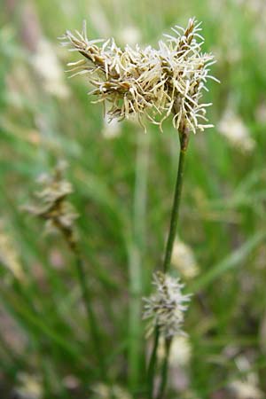 Carex praecox \ Fr�he Segge / Vernal Sedge, D Gernsheim 17.4.2015