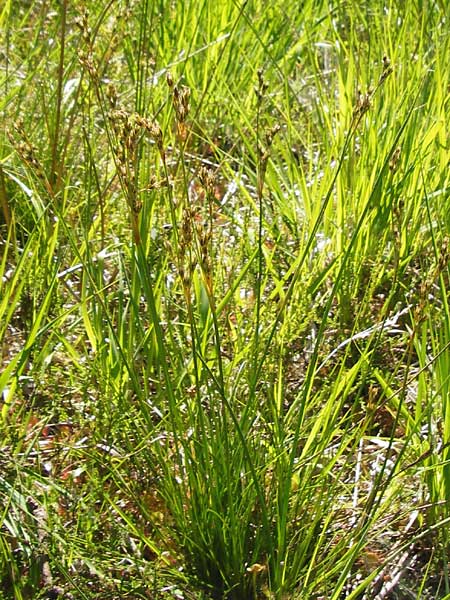 Juncus squarrosus \ Sparrige Binse / Heath Rush, D Ober-Roden 17.6.2015